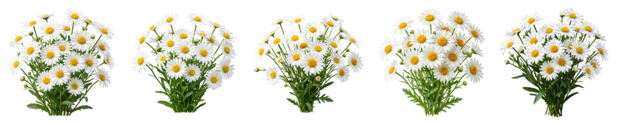 Obraz premium Set of Five Beautiful Chamomile Flower Bouquets Isolated on White Background for Floral Design Projects, Spring Garden Decor, Botanical Illustration, and Nature-Inspired Art