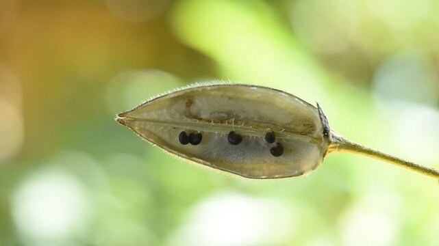 Abelmosk or Abelmoschus moschatus seeds in pod on natural background.