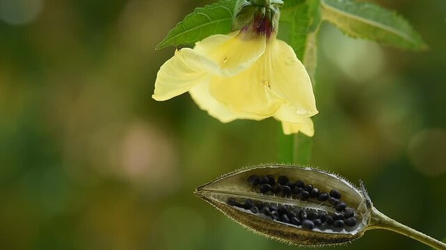 Abelmosk or Abelmoschus moschatus seeds and flower on natural background.