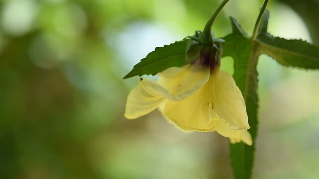 Abelmosk or Abelmoschus moschatus branch flower on natural background.