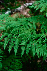 Lush green fern fronds fill a shaded forest floor, creating a layered pattern of leaves and natural texture. Calm, fresh, and verdant scene evoking nature, growth, and peaceful woodland atmosphere. © Loginova