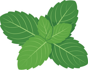 Fresh green mint leaves vector illustration, isolated aromatic spearmint peppermint herb for food cooking design. © RENYRANI