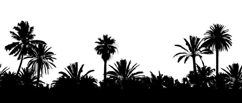 Seamless vector landscape banner with palm tree silhouettes on white background.