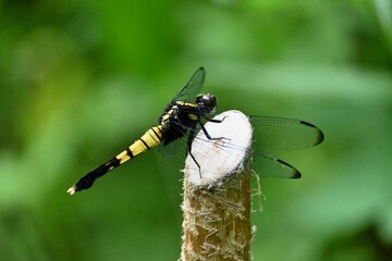コシアキトンボの雌 © photolife95