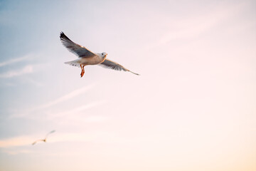 Fototapeta premium Seagull gliding with open wings against a pale evening sky in soft warm light.