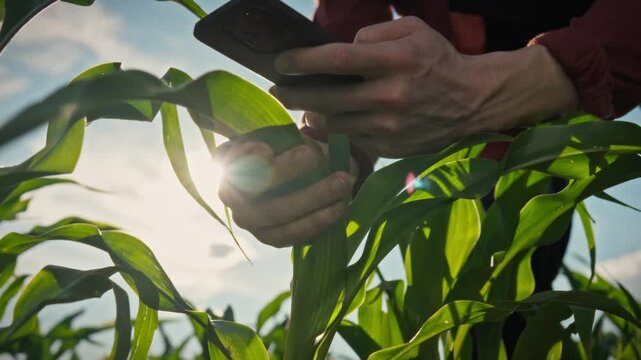 In open rural fields, a farmer bends over corn and takes photos of green leaves with a smartphone. A concept for modern organic farming and crop protection
