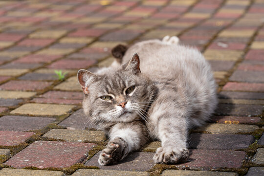 Chubby domestic grey cat lying and stretching its paws on cobblestone sidewalk on sunny day, closeup. Lazy and relaxed pet enjoys warm weather outside