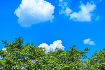 Fototapeta premium 青空と湧き上がる夏の入道雲と緑の木々