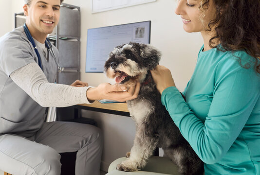 Veterinarian checkup for dog with owner consultation. Miniature schnauzer patient meets the vet in the clinic as pet health is discussed. Concept highlights compassionate pet care and trust.