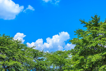 Fototapeta premium 青空と湧き上がる夏の入道雲と緑の木々