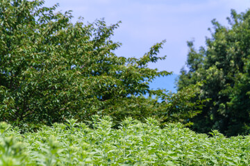 Fototapeta premium Young green sunflower buds growing in a vast field under blue sky in summer nature background