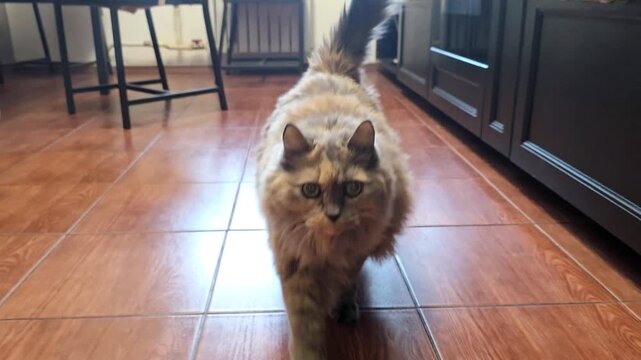 Fluffy tortoiseshell cat walking towards the camera in a kitchen. Pet moving across the tiled floor near a woman relaxing. Domestic feline home life scene.