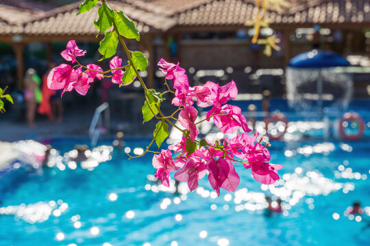Pink bougainvillea flowers framed against a blurred sunny hotel swimming pool background