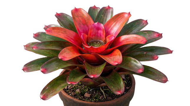 Vibrant Neoregelia bromeliad plant with red and green leaves, tropical houseplant in ceramic pot, exotic indoor foliage on white background