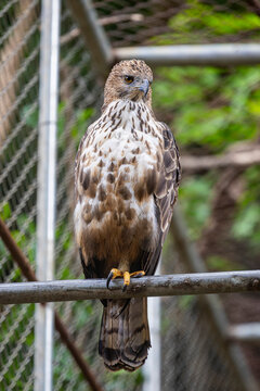 The changeable hawk-eagle (Nisaetus cirrhatus)  is a large bird of prey species of the family Accipitridae.
it is an agile forest-dwelling predator and like many such eagles.