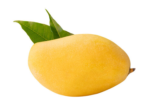 One ripe yellow mango fruit with green leaves isolated with clipping path in png file format