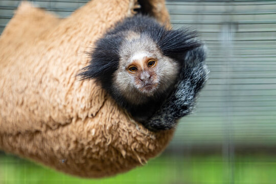 The black-tufted marmoset (Callithrix penicillata) is a species of New World monkey that lives primarily in the Neo-tropical gallery forests of the Brazilian Central Plateau. 