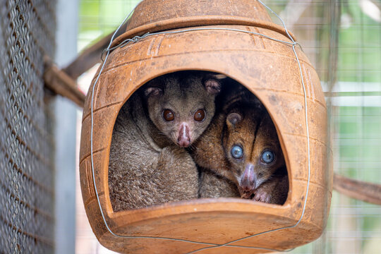A Blue-eyed Cuscus (Phalanger matabiru) and a Sulawesi Dwarf Cuscus (Strigocuscus celebensis) squeeze together inside a clay pot.