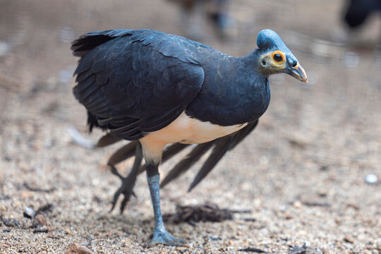 The maleo (Macrocephalon maleo) is a large megapode and is endemic to Sulawesi and the nearby smaller island of Buton in Indonesia.