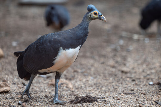 The maleo (Macrocephalon maleo) is a large megapode and is endemic to Sulawesi and the nearby smaller island of Buton in Indonesia.