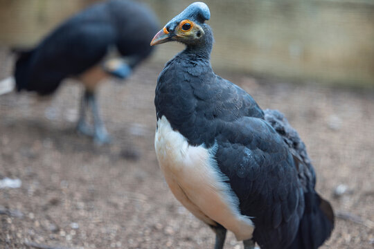 The maleo (Macrocephalon maleo) is a large megapode and is endemic to Sulawesi and the nearby smaller island of Buton in Indonesia.