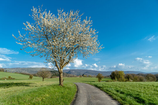 un arbre &agrave; fleur blanc, une route au milieu de la campagne sous un ciel bleu