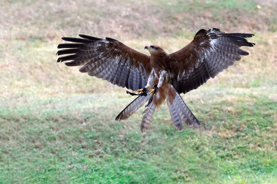 Crested goshawk (accipiter trivirgatus) in flight landing, Crested goshawk (accipiter trivirgatus) spreading wings before landing