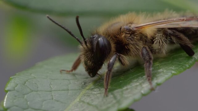 Bee rests on green leaf, fuzzy body visible