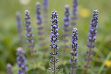 Obraz premium Vibrant Blue Spikes of Wild Lupine Blossoms