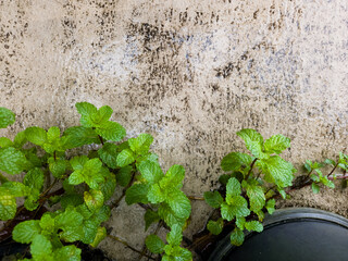 Fresh Mint Leaves Growing Beside Weathered Wall in Outdoor Garden After Rain © macho