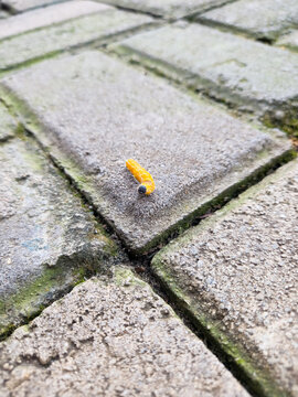 Orange Painted Jezebel Butterfly Caterpillar Crawling on Concrete Surface in Natural Outdoor Environment