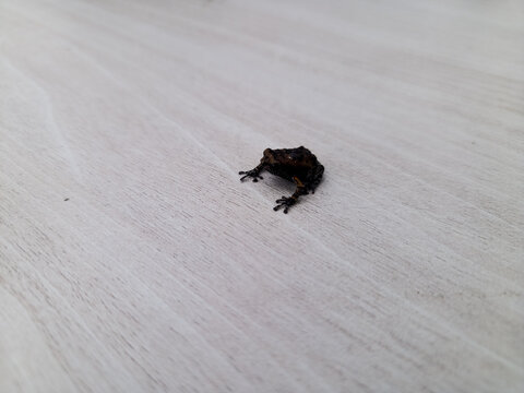Small Brown Frog Resting on Light Concrete Surface with Minimalist Background