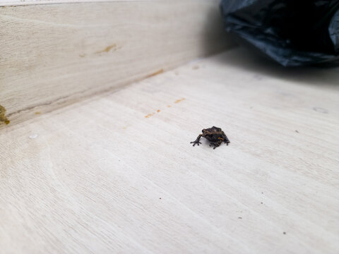 Small Brown Frog Resting on Light Concrete Surface with Minimalist Background