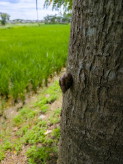 Obraz premium Land Snail Attached to Tree Trunk Beside Green Rural Field in Natural Daylight