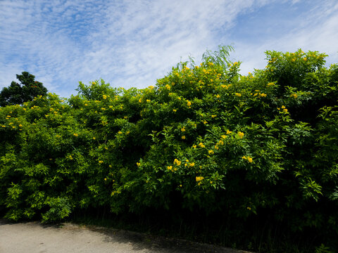 Yellow Trumpetbush Flowers and Green Hedge Along Concrete Road Under Cloudy Daylight Sky
