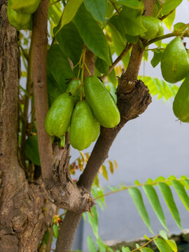 Green Bilimbi Fruits Growing on Tree Trunk in Tropical Garden Under Natural Daylight