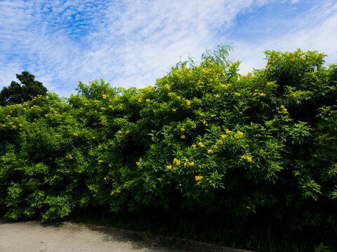 Yellow Trumpetbush Flowers and Green Hedge Along Concrete Road Under Cloudy Daylight Sky