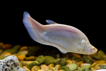An Albino Clown Knifefish (Chitala ornata) swimming underwater, showing its pale body and long, flowing anal fin. © Danny Ye