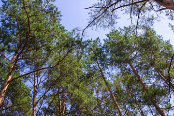 Fototapeta premium Tall pine trees against the blue sky.