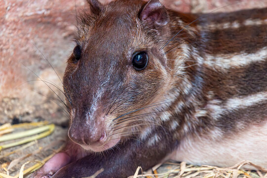 A Lowland Paca (Cuniculus paca) showing its brown coat and distinctive rows of white spots.