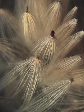 Macro close-up of delicate dandelion seed heads, with feathery white parachutes glowing in soft light against a dark blurred background.