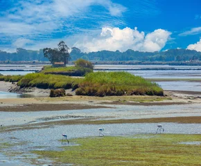 Aveiro lagoon, one of Europe's last remaining untouched coastal marshlands, a haven for numerous bird species including flamingos, Portugal © Luis