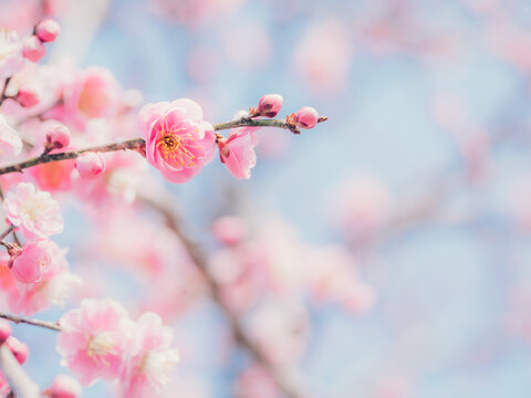 Pink Plum Blossoms at Inabe Plum Grove