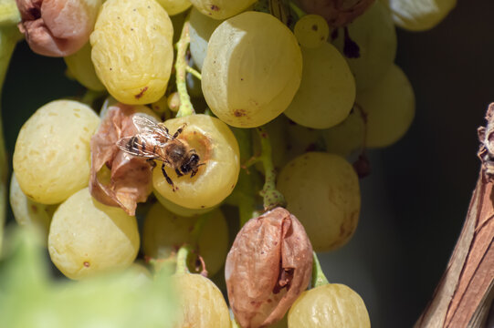 Damaged ripe grapes in vineyard with honey bee feeding on exposed fruit juice. Close-up illustrating crop damage, fruit vulnerability, vineyard ecology and natural insect behavior.