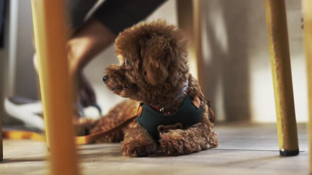 A cute brown toy poodle lying on an indoor floor wearing a harness. Happy best friend resting in beautiful morning daylight. Close up animal portrait shot with selective focus and blurred background.