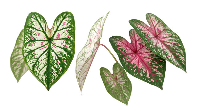 Caladium bicolor leaves with pink and green patterns, tropical elephant ear foliage isolated on white, exotic heart-shaped plant leaves for botanical design