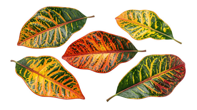 Vibrant croton leaves collection on white background, colorful tropical foliage set of 5 elements, exotic variegated plant leaves with orange and green veins