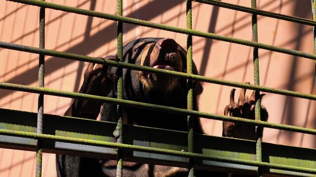 A captive sun bear rests in an enclosure behind metal bars, highlighting wildlife conservation and animal welfare issues, wildlife rescue centers, and habitat preservation. 4K