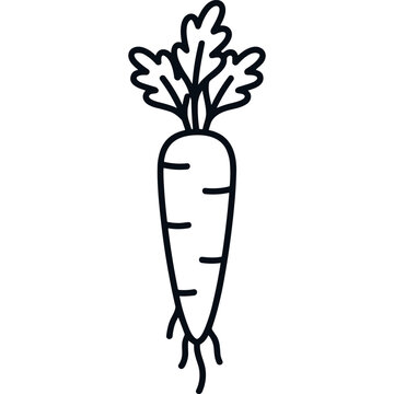 Whole carrot vegetable with leaves line art.