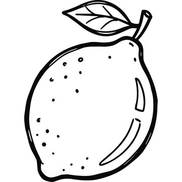 Whole lemon citrus line drawing.